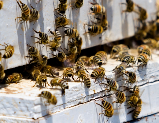 Академия пчеловодства приглашает на курсы подготовки и повышения квалификации пчеловодов 2016