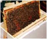 http://www.apiculture.com/rfa/articles/pictures/creer_colonnies_4.jpg