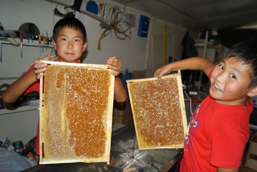 пчеловодство в Якутии