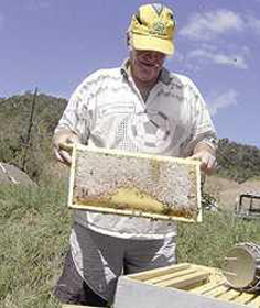 Galleria mellonella