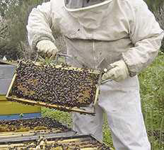 Galleria mellonella