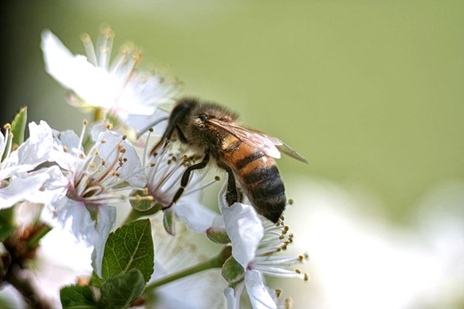 Поэзия пчеловодства Пасека
