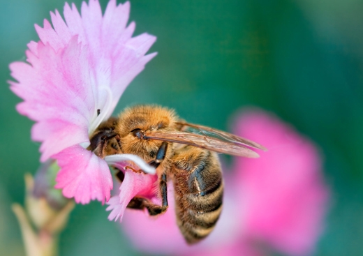 Гибель пчел в США продолжает расти