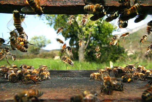 медоносная пчела, польза пчел