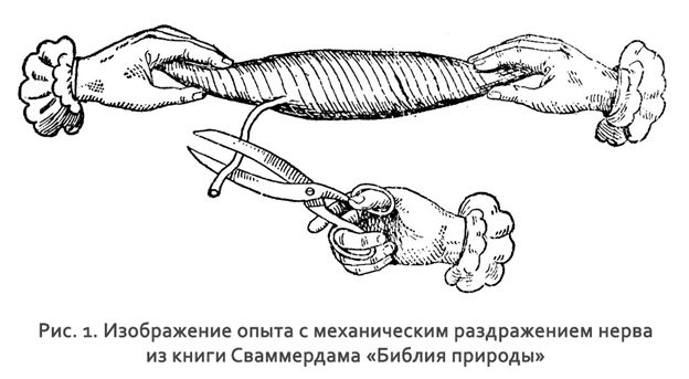 опыт с   исследованием возбудимости нервно-мышечного препарата так, как он изображен в Biblia Naturae, изданной впервые в 1738 г.