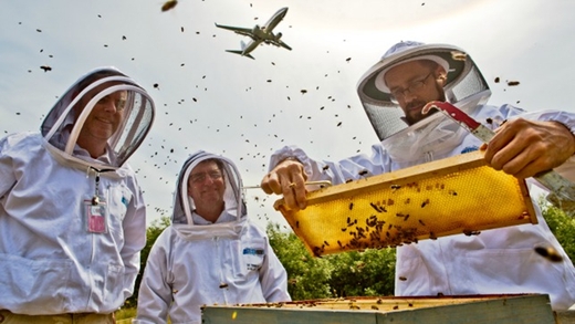 Пчелы среди самолетов