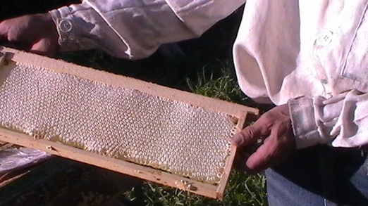 На фотографии видна работа среднерусских пчёл. Отчётливо видны грани запечатанных ячеек. Разве не умиляет белизна сота, красота работы!?