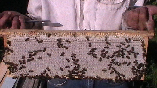 На фотографии видна работа среднерусских пчёл. Отчётливо видны грани запечатанных ячеек. Разве не умиляет белизна сота, красота работы!?