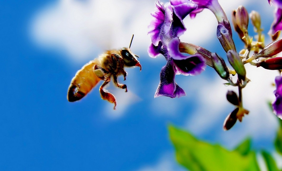 опыление, биоразнообразие, роль пчел, мед