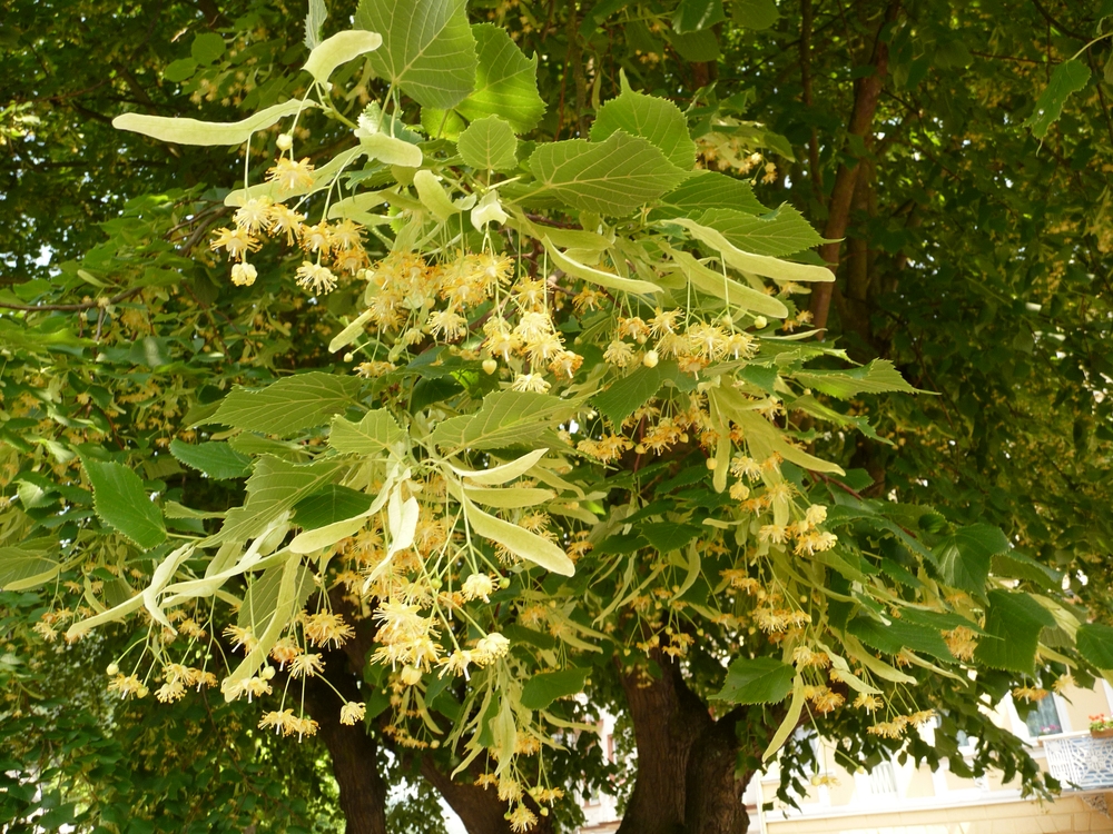 липовый лес, вырубка, дупла, Приморье, лесная экосистема