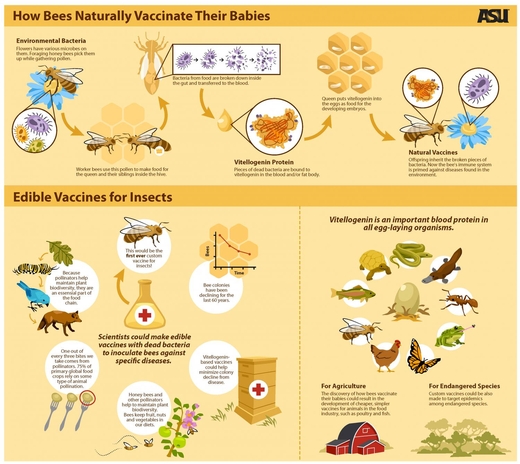 Механизм передачи иммунитета у медоносных пчел