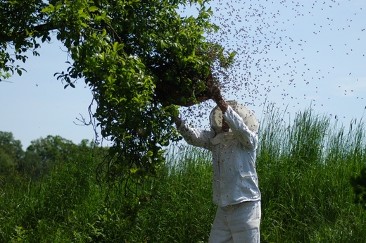 Методы эффективной работы с пчёлами