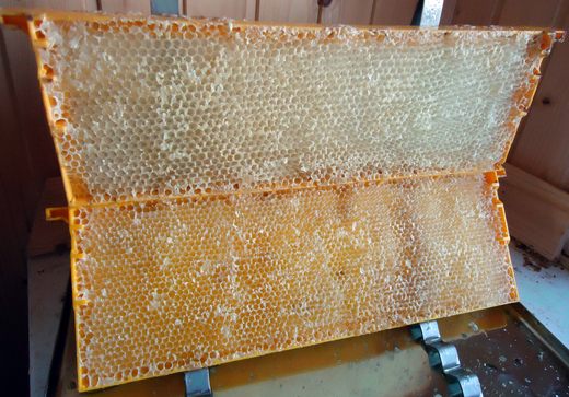 Биодинамическое пчеловодство