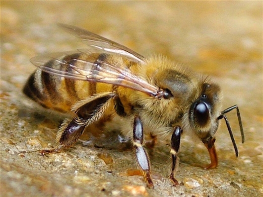 СтандартЛайт, ПрофиЛайт, подкормки для пчел, инвертированный сироп