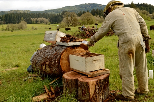 зимовка пчел, дупло, конденсат, О.Н. Голуб, энергозатраты пчелиной семьи