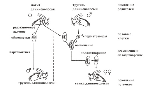 Рис. 1. Гомозиготная матка унаследовала длинное опушение. Она спаривается с трутнями с такой же наследственностью. Как дочери, так и ее сыновья имеют длинное опушение Рис. 1. Гомозиготная матка унаследовала длинное опушение. Она спаривается с трутнями с такой же наследственностью. Как дочери, так и ее сыновья имеют длинное опушение