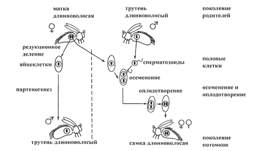 Рис. 1. Гомозиготная матка унаследовала длинное опушение. Она спаривается с трутнями с такой же наследственностью. Как дочери, так и ее сыновья имеют длинное опушение