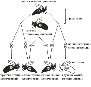 Рис. 11. Гетерозиготная темно-коричневая матка спаривается с темно-коричневыми трутнями 