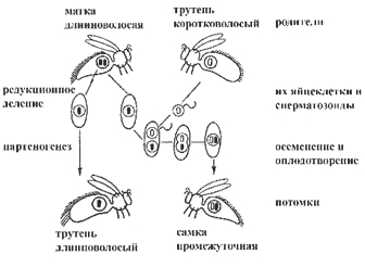 Рис. 2. Гомозиготная длинноволосая матка спаривается с коротковолосыми трутнями Рис. 2. Гомозиготная длинноволосая матка спаривается с коротковолосыми трутнями