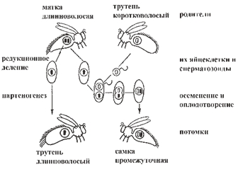 Рис. 2. Гомозиготная длинноволосая матка спаривается  с коротковолосыми трутнями