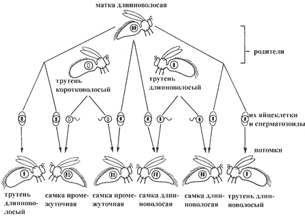 Рис. 3. Гомозиготная длинноволосая матка спаривается с одинаковым количеством длинноволосых и коротковолосых трутней 