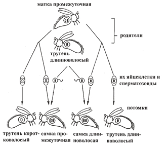 Рис. 4. Гетерозиготная матка (с волосками промежуточной длины) спаривается с длинноволосыми трутнями Рис. 4. Гетерозиготная матка (с волосками промежуточной длины) спаривается с длинноволосыми трутнями