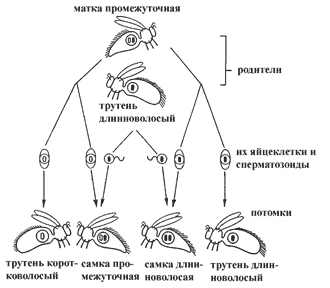 Рис. 4. Гетерозиготная матка (с волосками промежуточной длины) спаривается с длинноволосыми трутнями 