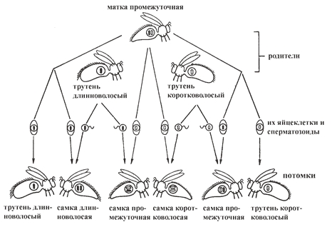 Рис. 5. Гетерозиготная матка (с волосками промежуточной длины) спаривается с одинаковым количеством длинноволосых и коротковолосых трутней Рис. 5. Гетерозиготная матка (с волосками промежуточной длины) спаривается с одинаковым количеством длинноволосых и коротковолосых трутней