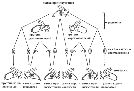 Рис. 5. Гетерозиготная матка (с волосками промежуточной длины) спаривается с одинаковым количеством длинноволосых и коротковолосых трутней 