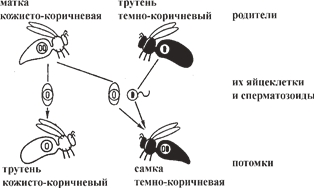 Рис. 6. Гомозиготная кожисто-коричневая матка спаривается с темно-коричневыми трутнями Рис. 6. Гомозиготная кожисто-коричневая матка спаривается с темно-коричневыми трутнями