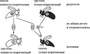 Рис. 6. Гомозиготная кожисто-коричневая матка спаривается с темно-коричневыми трутнями