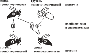 Рис. 7. Гомозиготная темно-коричневая матка спаривается с кожисто-коричневыми трутнями Рис. 7. Гомозиготная темно-коричневая матка спаривается с кожисто-коричневыми трутнями