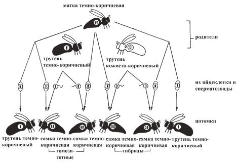 Рис. 9. Гомозиготная темно-коричневая матка спаривается с одинаковым количеством темно-коричневых и кожисто-коричневых трутней Рис. 9. Гомозиготная темно-коричневая матка спаривается с одинаковым количеством темно-коричневых и кожисто-коричневых трутней