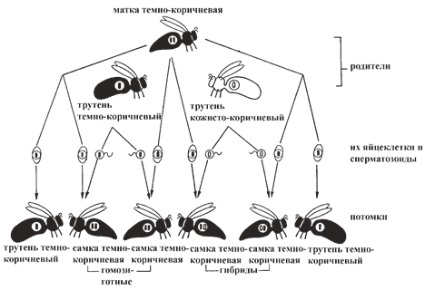 Рис. 9. Гомозиготная темно-коричневая матка спаривается с одинаковым количеством темно-коричневых и кожисто-коричневых трутней 