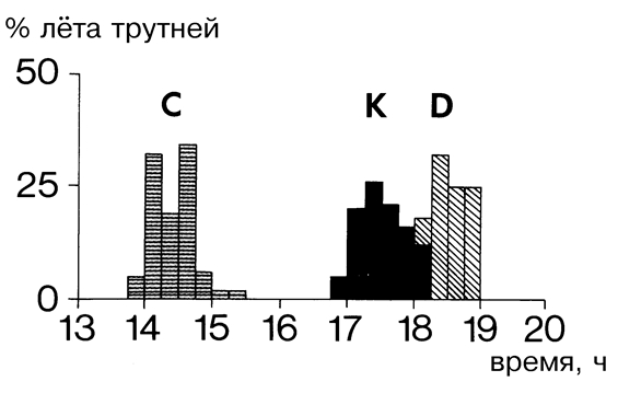 Виды общественных пчел рода Apis