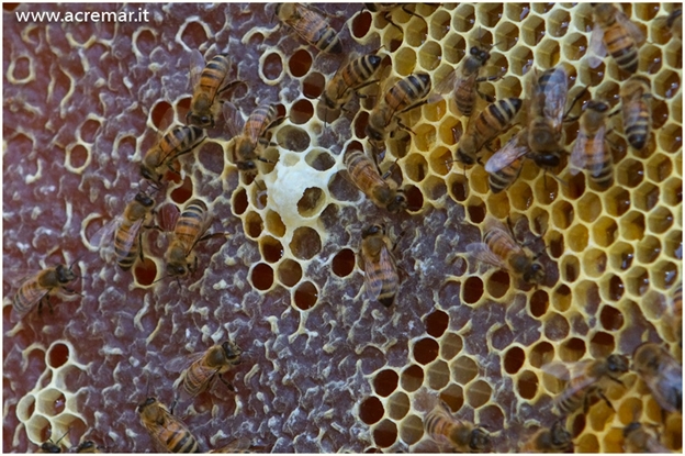 Виды общественных пчел рода Apis