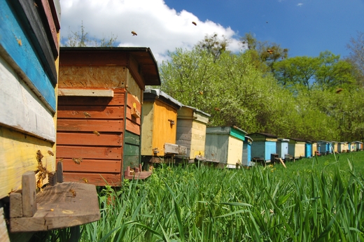 Метод Гуслякова является технологией ускоренного размножения пчелиных семей