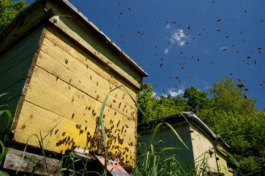 Основные принципы и методы искусственного размножения пчелиных семей (часть 2)
