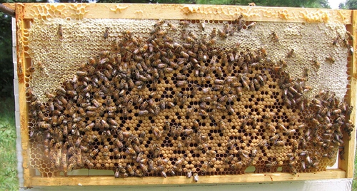 Что должен знать пчеловод о сотах и вощине