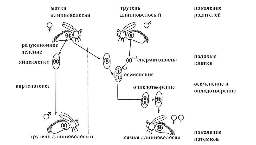 Рис. 1. Гомозиготная матка унаследовала длинное опушение. Она спаривается с трутнями с такой же наследственностью. Как дочери, так и ее сыновья имеют длинное опушение