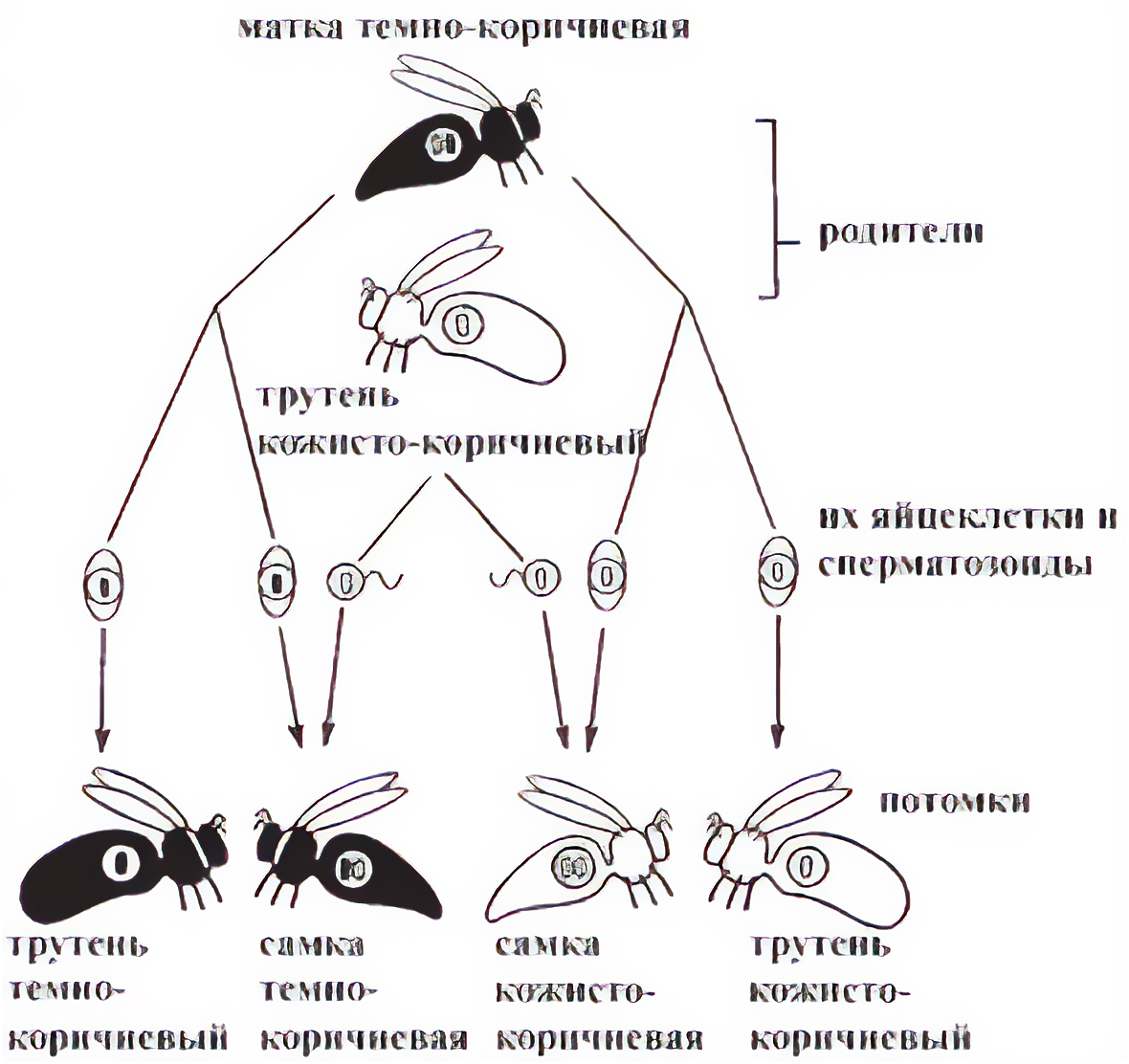 Рис. 10. Гетерозиготная темно-коричневая матка спаривается с кожисто-коричневыми трутнями