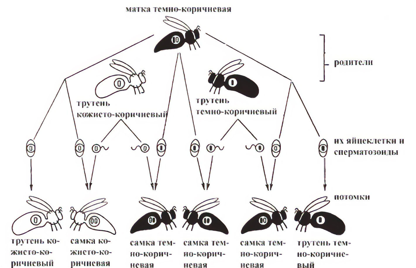 Рис. 12. Гетерозиготная темно-коричневая матка спаривается с одинаковым количеством темно-коричневых и кожисто-коричневых трутней