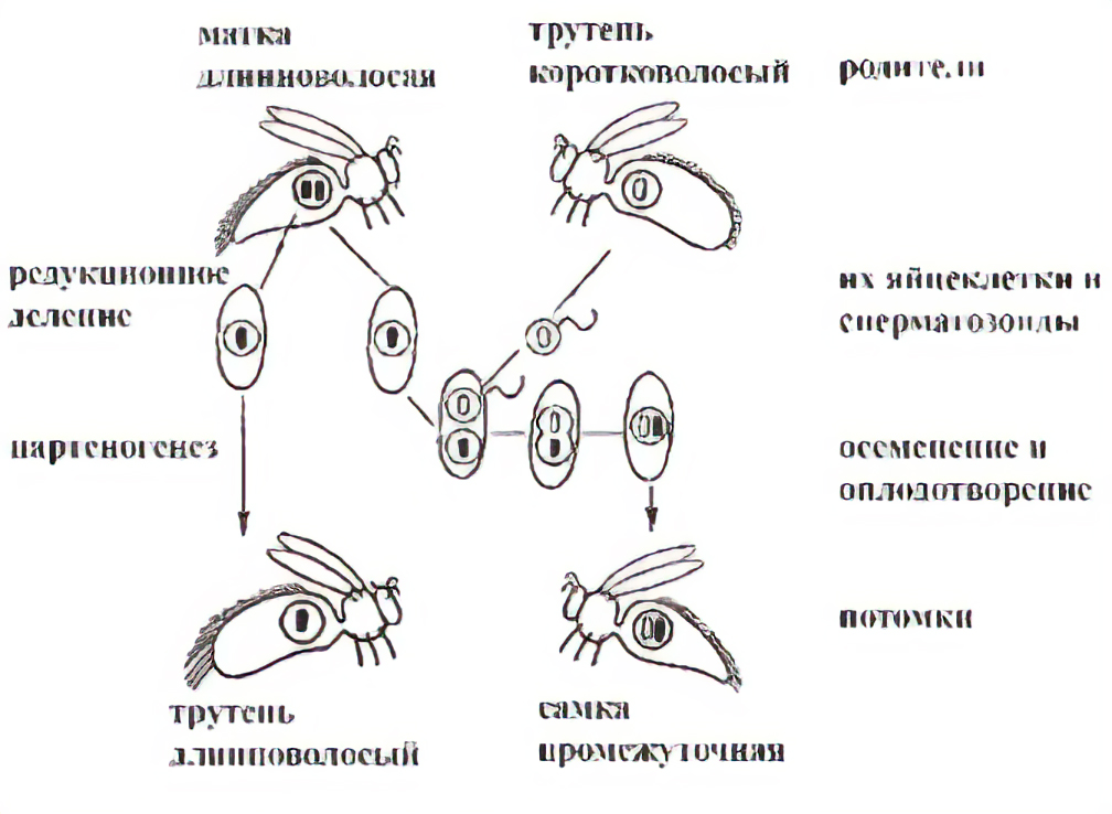 Рис. 2. Гомозиготная длинноволосая матка спаривается с коротковолосыми трутнями