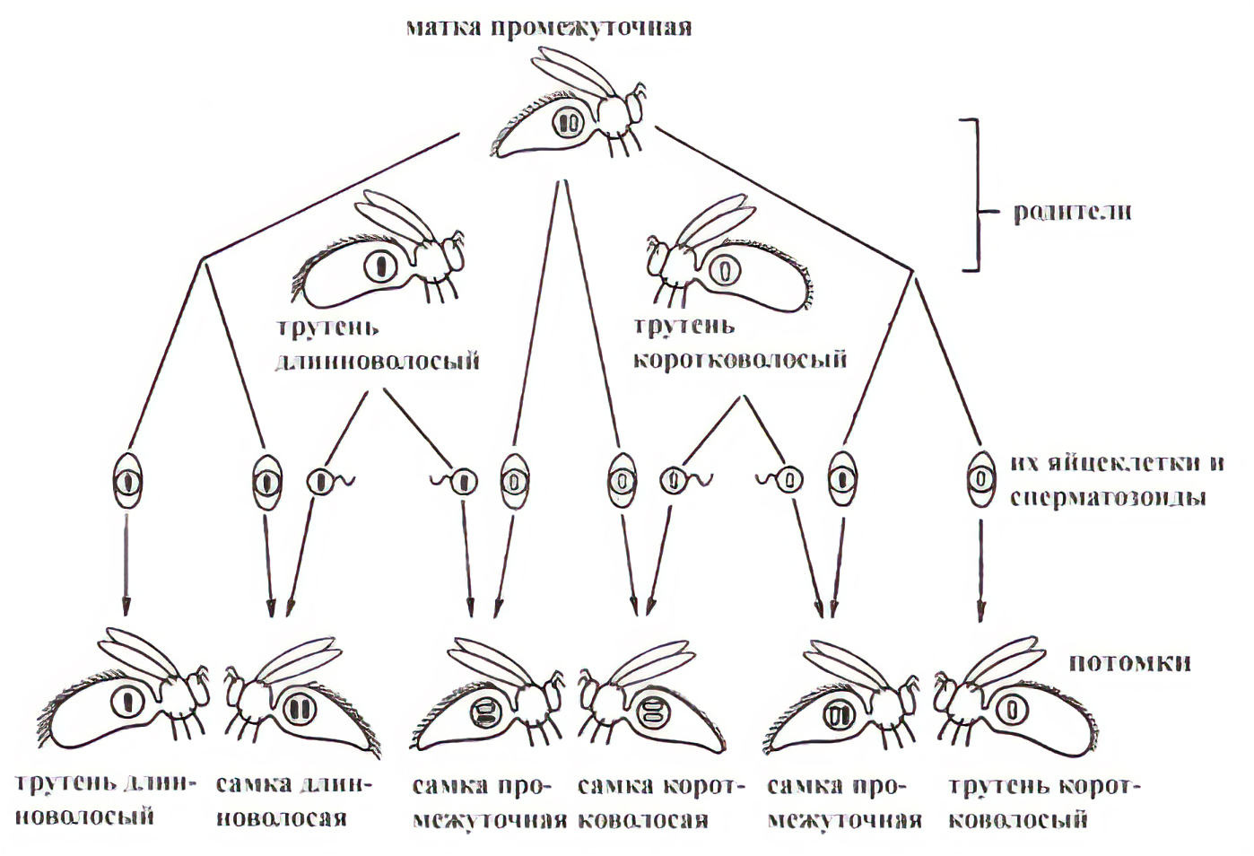 Рис. 5. Гетерозиготная матка (с волосками промежуточной длины) спаривается с одинаковым количеством длинноволосых и коротковолосых трутней