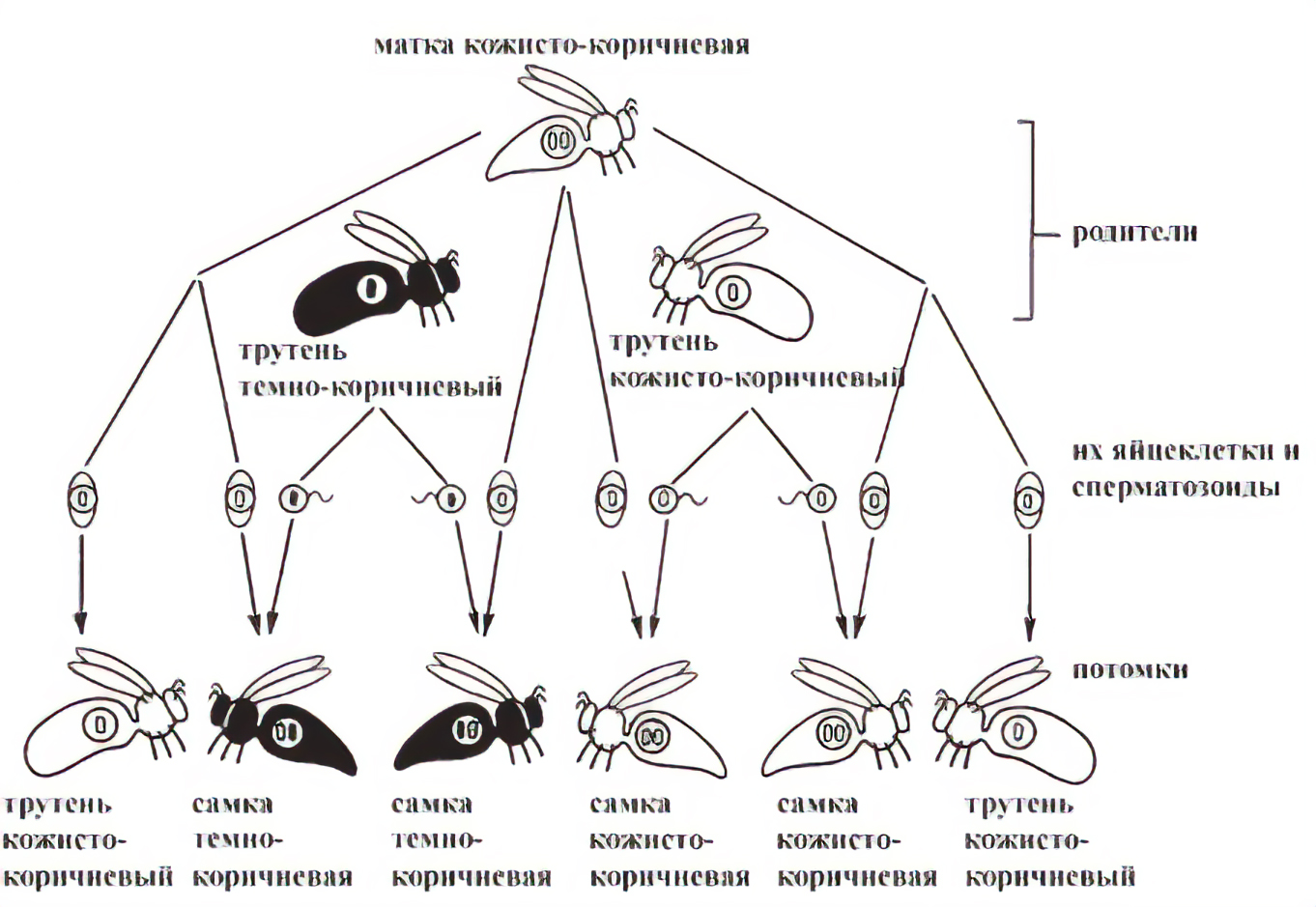 Рис. 8. Гомозиготная кожисто-коричневая матка спаривается с одинаковым количеством темно-коричневых и кожисто-коричневых трутней