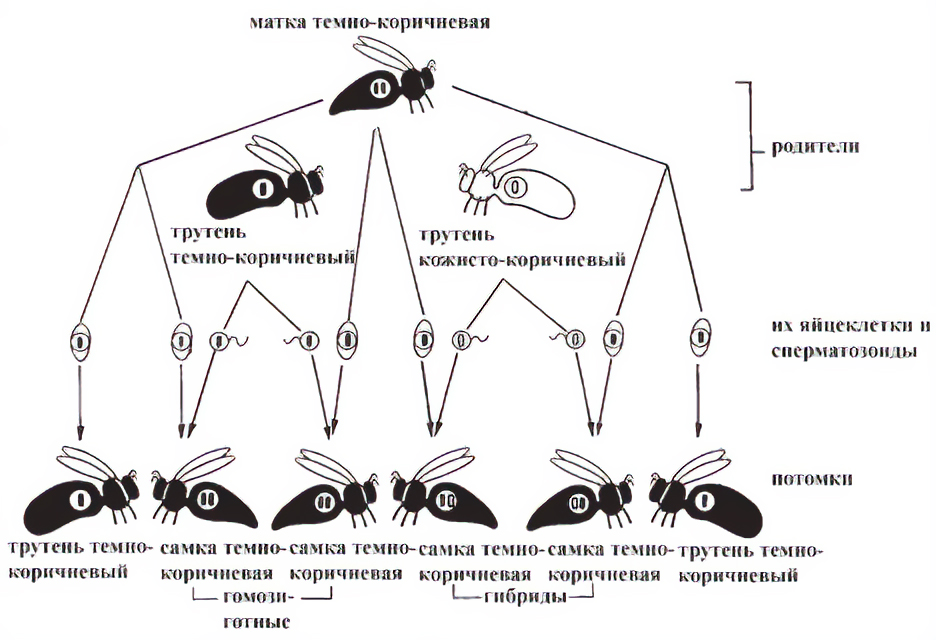 Рис. 9. Гомозиготная темно-коричневая матка спаривается с одинаковым количеством темно-коричневых и кожисто-коричневых трутней