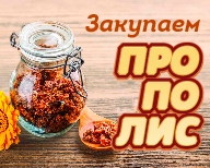 Закупаем прополис Закупаем прополис
