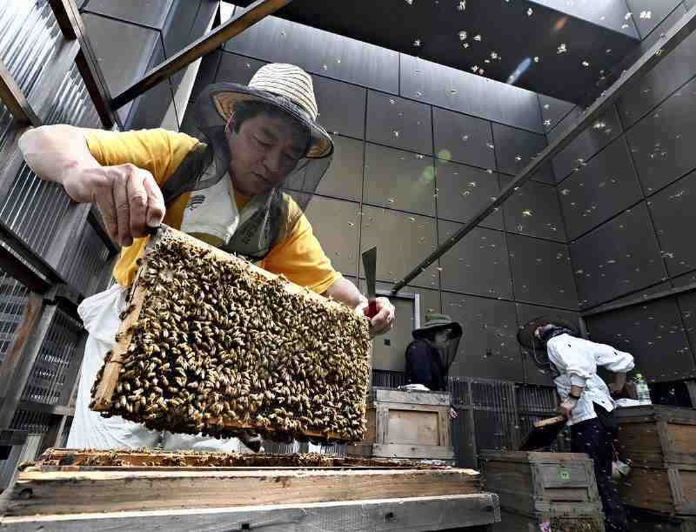 Фото Yomiuri Shimbun Члены некоммерческой организации Ginza Mitsubachi Project собирают мед из ульев на крыше здания в районе Тюо, Токио, в пятницу