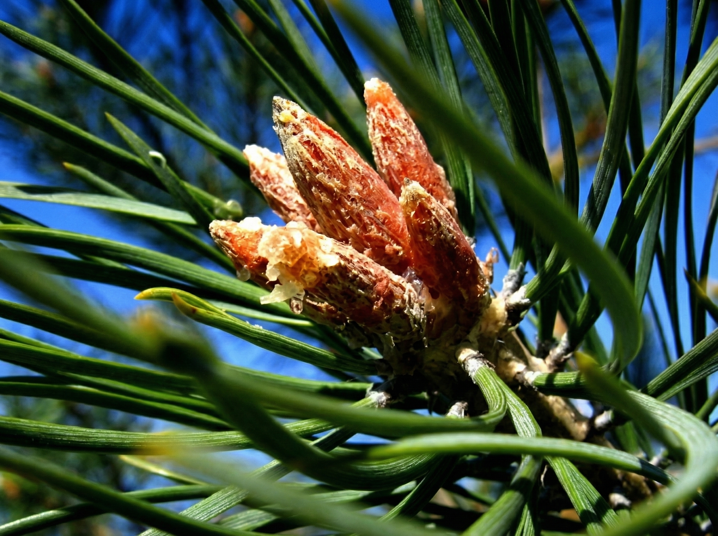 Почки сосны обыкновенной