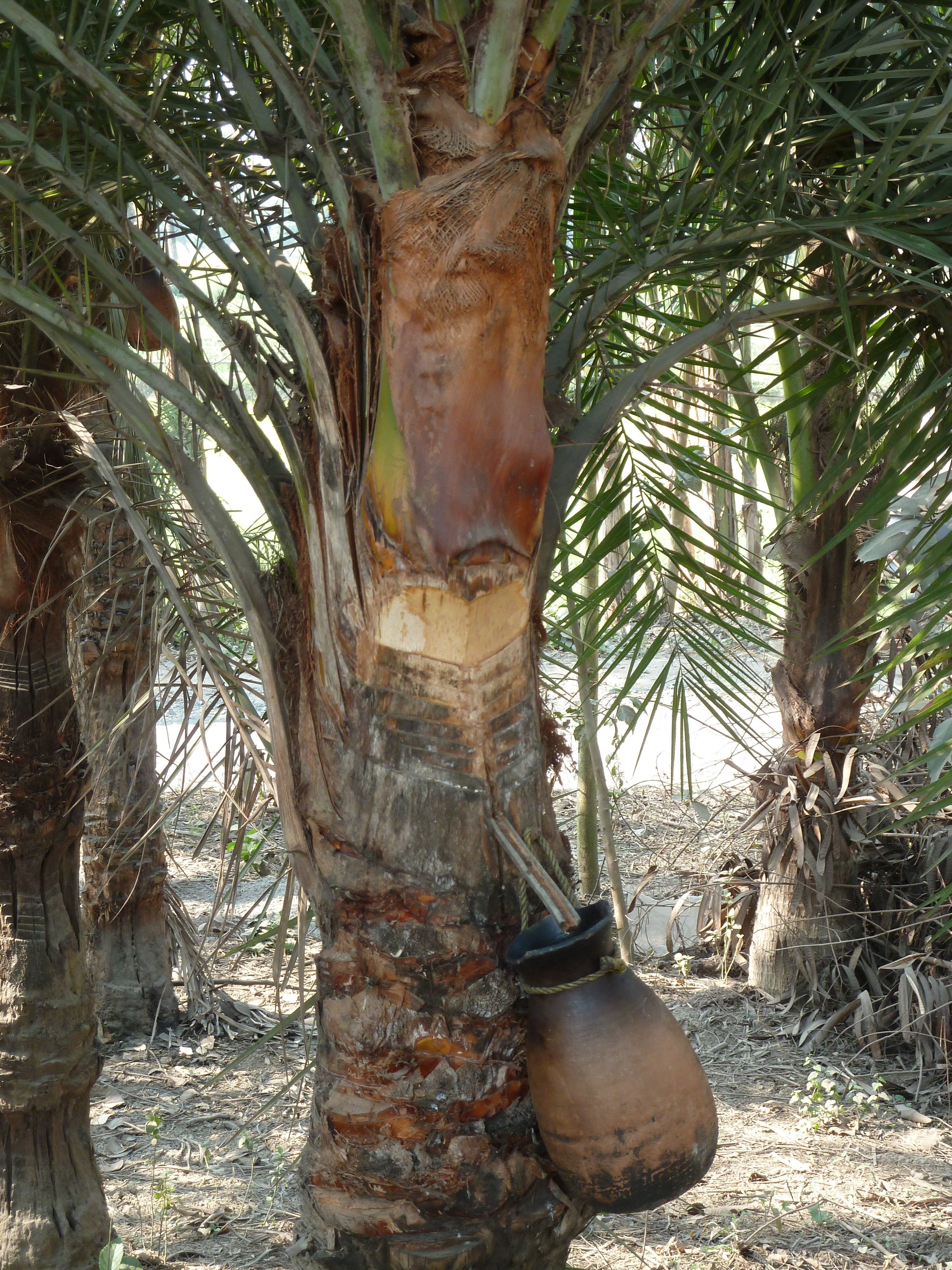 Сбор пальмового мёда